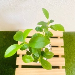ガジュマル　観葉植物　ハイドロカルチャー②の画像