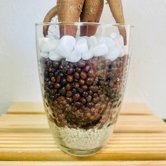 ガジュマル　観葉植物　ハイドロカルチャー②の画像