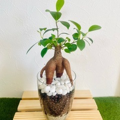 ガジュマル　観葉植物　ハイドロカルチャー②の画像