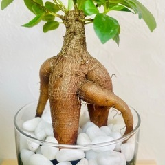 ガジュマル　観葉植物　ハイドロカルチャー②の画像