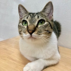 4/13(日)譲渡会　瞳に釘付け😽💋美少女あすみちゃん - 目黒区