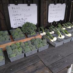 小さいブロッコリー　⑤