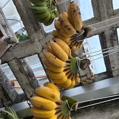 島バナナ🍌