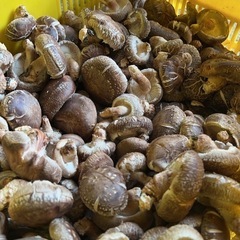 原木椎茸③100g〜