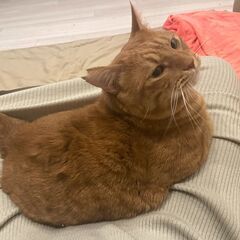 旭川で茶色の猫探しています