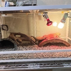 爬虫類飼育セットの中古が安い！激安で譲ります・無料であげます