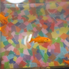 金魚　小赤
の画像