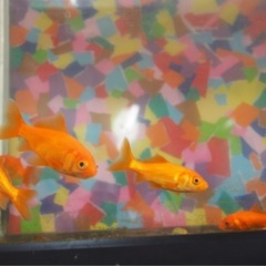 金魚　小赤
の画像