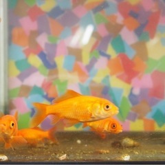 金魚　小赤
の画像
