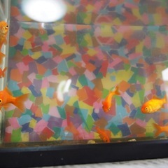 金魚　小赤
の画像