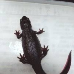 アカハライモリ CB