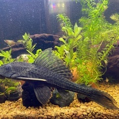 熱帯魚　プレコ