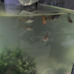 グッピーの画像