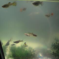 グッピーの画像