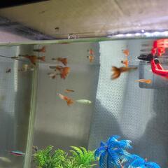 グッピーの画像