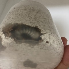 スマトラオオヒラタクワガタ幼虫