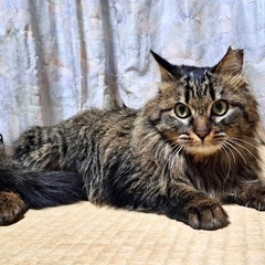 スリスリ甘えん坊の長もキジトラ猫
