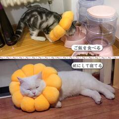 新品❤️エリザベスカラー Mサイズ　猫用 犬用 ペット用 傷舐め防止 去勢　手術の画像
