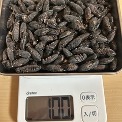 冷凍黒コオロギ🦗
