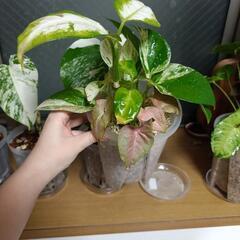 寄せ植え観葉植物🌿‬