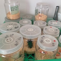 幼虫の画像
