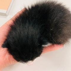 【生後3週間ぐらい】子猫里親募集