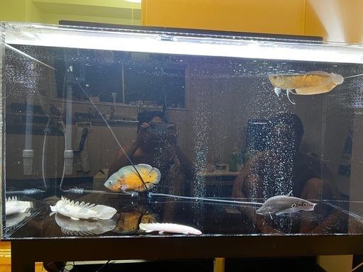 120水槽 熱帯魚 古代魚