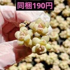 25.サンシャインバラ