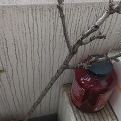 バラ 薔薇 鉢植え 中輪 紅色