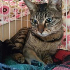 【保護猫】生後８ヶ月位猫の里親さん募集中❗️さくら女の子 - 半田市