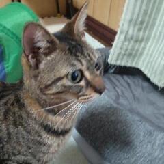 【保護猫】生後８ヶ月位猫の里親さん募集中❗️さくら女の子 - 猫
