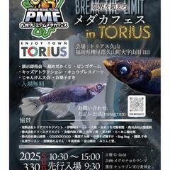お祭りなどのイベント事に】MIXメダカまとめ売り！