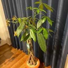 0円　観葉植物　パキラ　無料の画像
