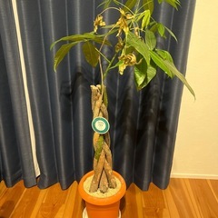 0円　観葉植物　パキラ　無料