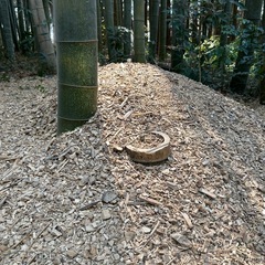 竹チップ　差し上げます　　