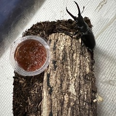 ギラファノコギリクワガタの画像