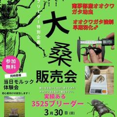 西岡ラボ クワガタ販売