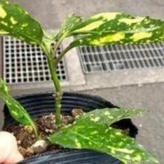 アオキの苗木　35センチ程