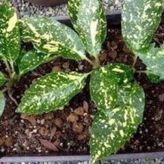 アオキの苗木　35センチ程の画像