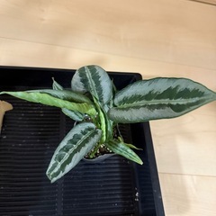観葉植物 
スキスマグロッティス ハイナエンシス