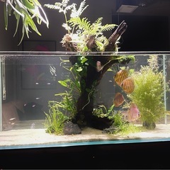 ADAキューブガーデン　120cm ADA Cube Garden 120P Rimless Aquarium and Archaea Mid