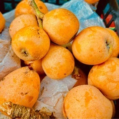 残りわずか　びわの木オーナー制　期間限定