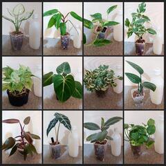 ★受渡し交渉中　観葉植物