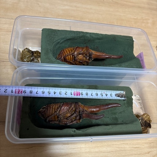 ヘラクレスオオカブトオス蛹