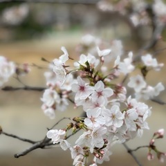 Join Our Japanese Language Meetup!の画像