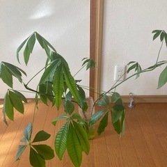パキラ　水栽培
