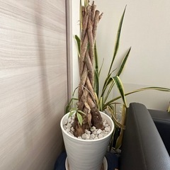 【無料】セラアート鉢8号 観葉植物の鉢 白 パキラを植えていた