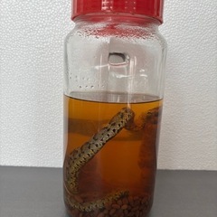 値下　50,000円→35,000円　マムシ酒　マムシ入り　３０年前に購入　未開封　メーカー　石塚硝子　の画像