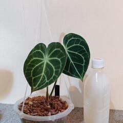 ★受渡し交渉中　観葉植物