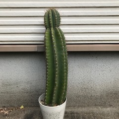 サボテン